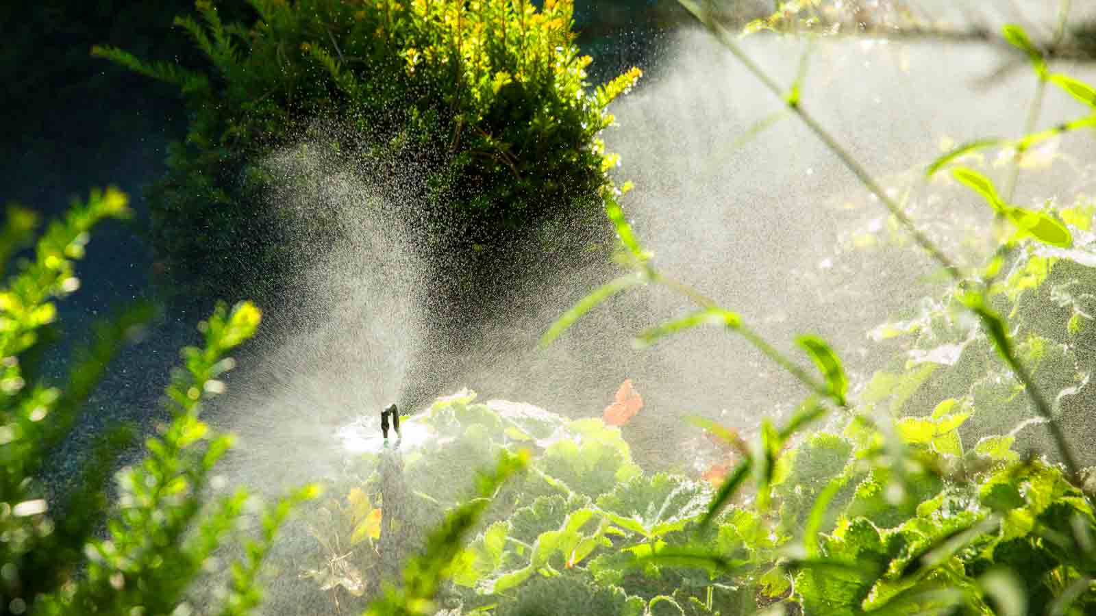 Schulte Gartenbau Ideen Gartengestalter Gartenplanung Gartengestaltung Gartendesign Pools Schwimmbaeder Teiche Pool kaufen Gartenunterhalt Landschaftsgaertner Mauern Natursteinbelaege Rasenpflege Hecken Pflanzen Blumen Rabatten Biotope Parkanlagen Garten und Landschaftsbau Gartenkonzepte Teichpflanzen Teichbau Professionell Oberwil Baselland