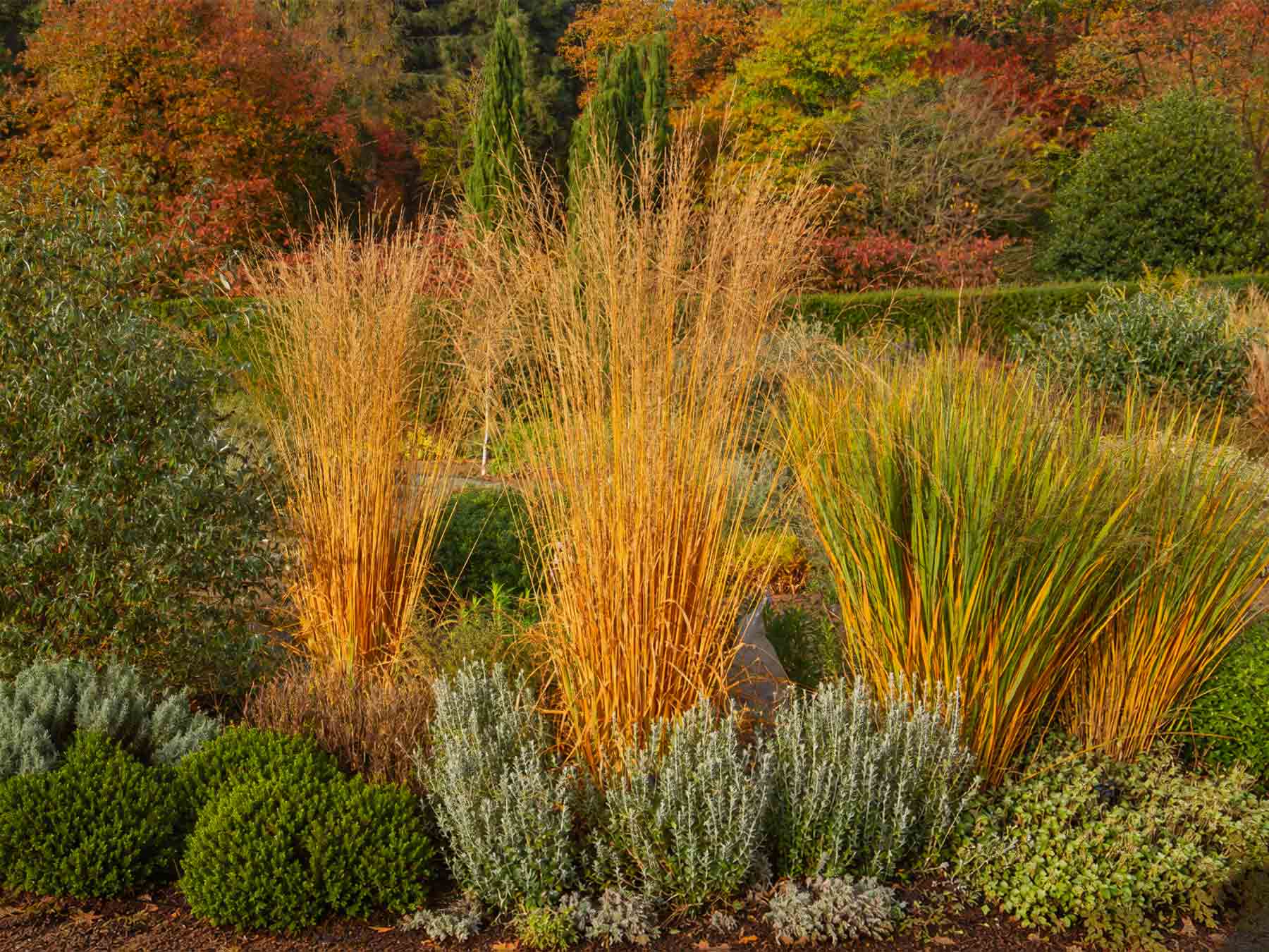 Bild für Herbst im Garten – Zeit für Pflege und neue Lebenskraft!